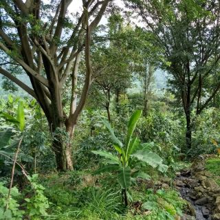 Dnes je Mezinárodní den stromů 🌳 Když se procházíme pod korunami stromů, něco se v nás na chvíli změní. Vzduch je měkčí,...